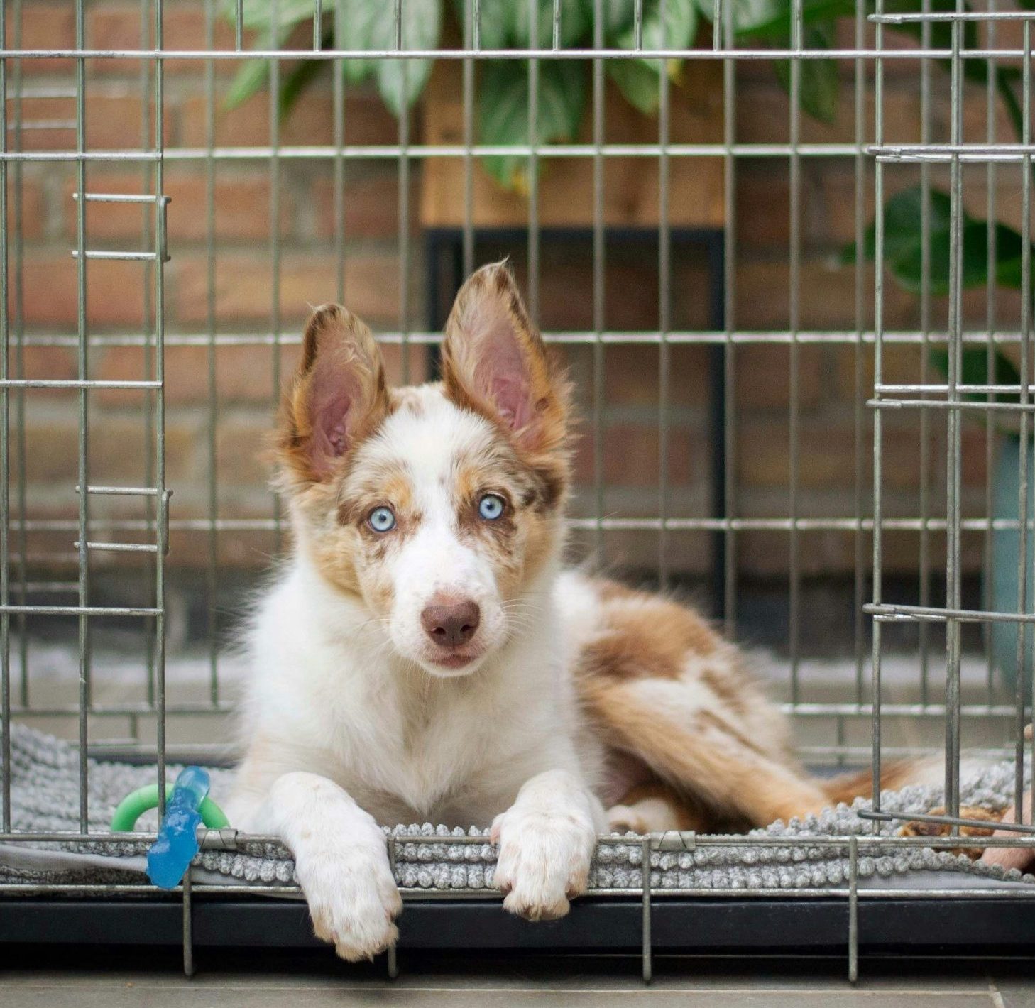 Help your teenage dog become a well-adjusted adult