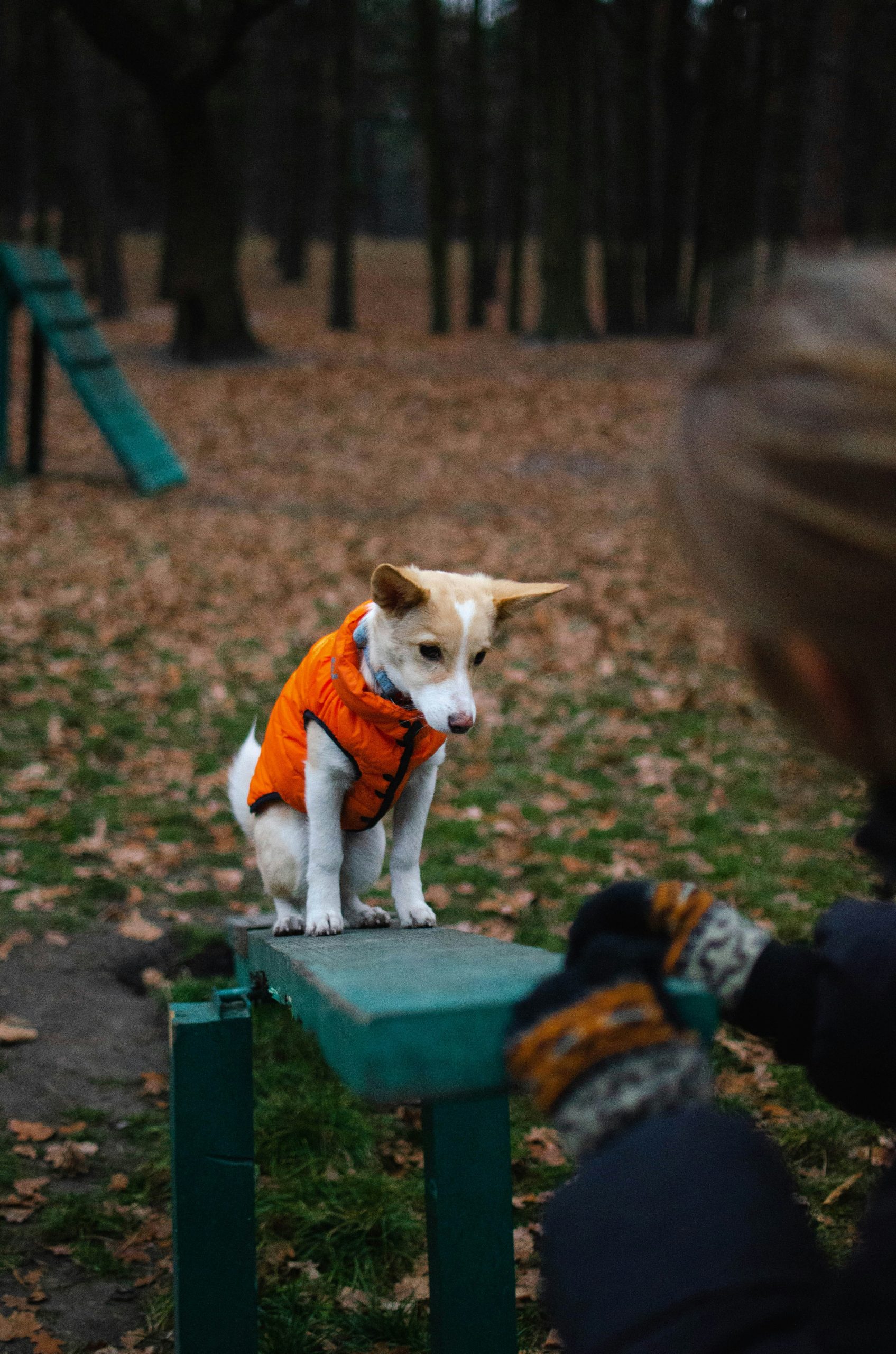 Enjoy all the rewards of being a great dog owner!