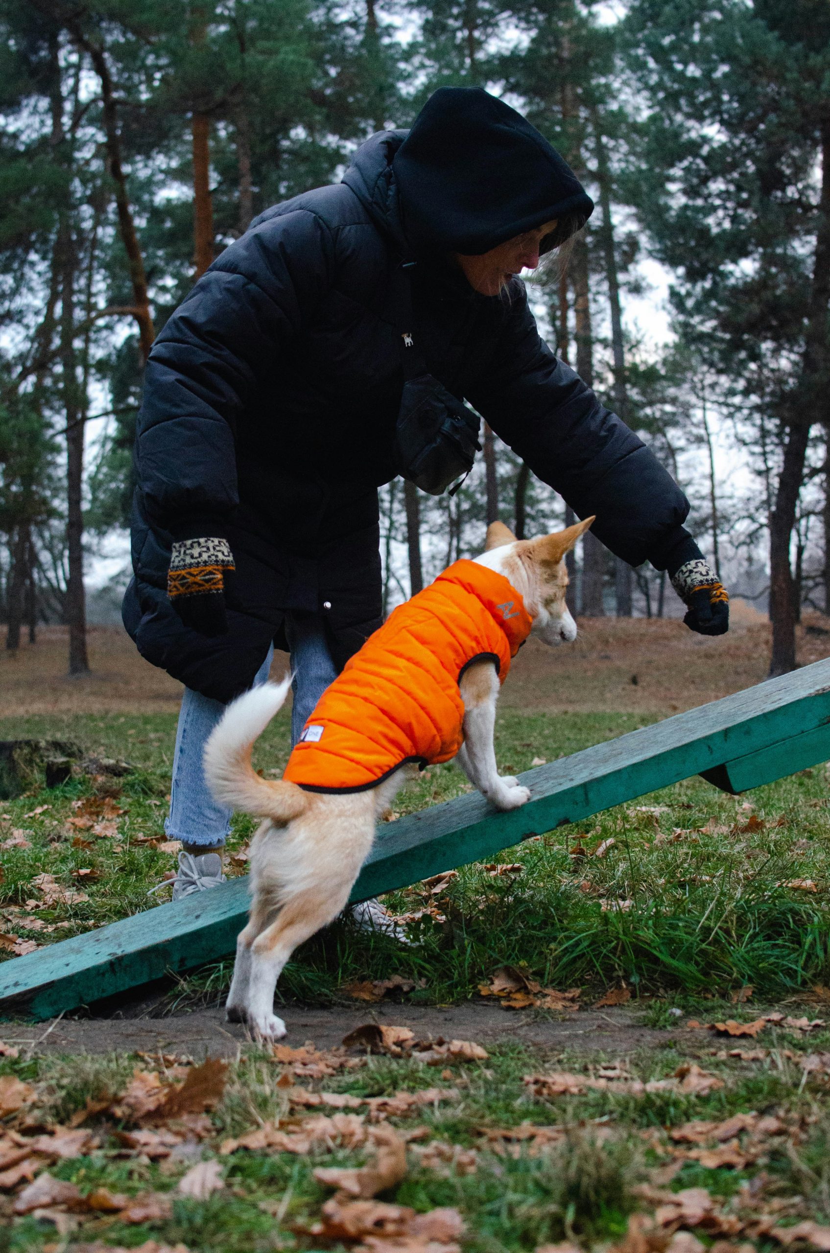 Create a strong bond between you and your dog