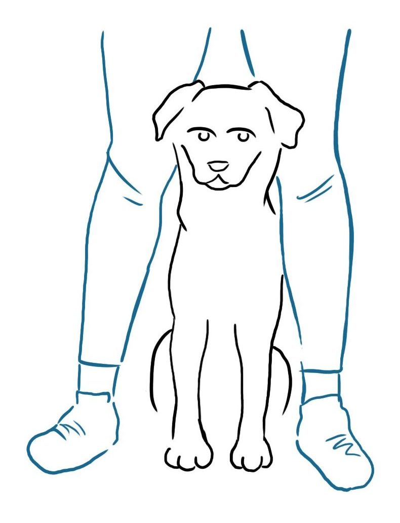 Build a connection with your dog